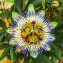 Pianta di passiflora caeurela frutto della passione passion fruite foto reale
