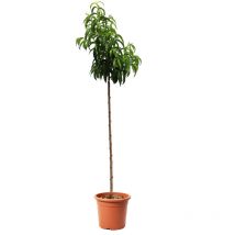 Pianta di Pesco Nettarina - Pesca Noce - Prunus Persica - Alberello da Frutto - Vaso ø 24 cm