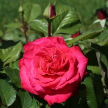 Pianta di rosa cherry explosion meilland rampicante rosso vaso20 foto reale