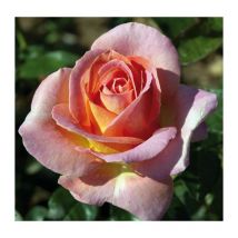 Pianta di rosa elle meilland cespuglio rosa vera profumata vaso19 foto reale