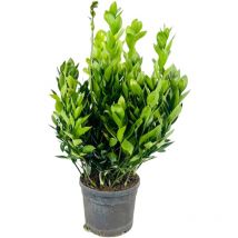 Pianta di ruscus aculeatus Pungitopo h 70 cm Iin vaso 18 cm
