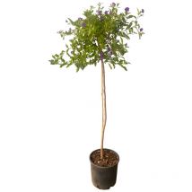 Pianta di solanum rantonetti blu ad alberello in vaso 18 cm foto reale