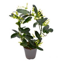Pianta di stephanotis ad arco rampicante bianco gelsomino profumato vaso18cm
