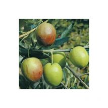 Pianta di ulivo Ascolana