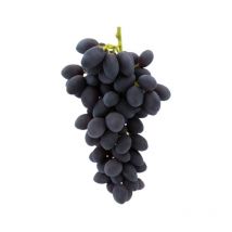 Pianta di uva vite innestata autumn royal nera apirena in vaso 16 cm foto reale