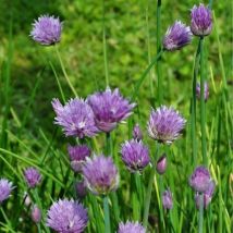 Pianta Erba Cipollina Vaso: 18