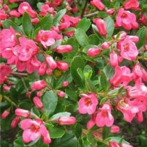Pianta Escallonia Vaso: 24