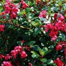 Pianta Escallonia Nana Vaso: 24