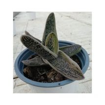 Pianta Gasteria Little Warty