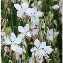 Pianta Gaura Bianco Colore: Bianco - Vaso: 24