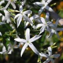Pianta Gelsomino Azoricum Vaso: 18