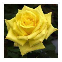 Pianta GOLDEN PERFUMELLA MEILLAND cespuglio GIALLA ORO vera PROFUMATA vaso19