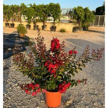Pianta Lagerstroemia Indica Dynamite Vaso: 24