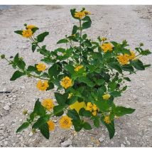 Pianta Lantana Sellowiana Colore: Giallo - Vaso: 18