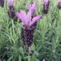 Pianta Lavanda Vaso: 24