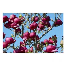 Pianta Magnolia Black Tulip H100cm, foto reali