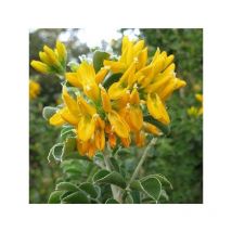 Pianta Medicago Arborea Vaso: 14