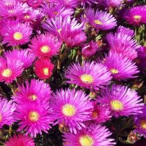 Pianta Mesembryanthemum o Barba di Giove Vaso: 18 Basket