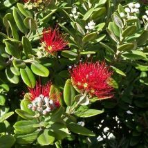 Pianta Metrosideros Excelsa Vaso: 14