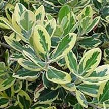 Pianta Metrosideros Variegato Vaso: 24