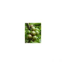 Pianta noce del queensland Macadamia tetraphylla h 150 cm