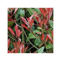 Pianta Photinia Vaso: 14