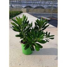 Pianta Pittosporo Tobira Nano Vaso: 18