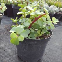 Pianta Portulacaria Afra
