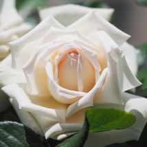 Pianta rosa brevettata anggun meilland bianca panna vera profumata vaso19
