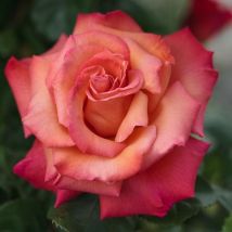 Pianta rosa brevettata christophe colomb meilland vera profumata vaso19 foto