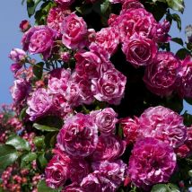 Pianta ROSA BREVETTATA INES SASTRE RAMPICANTE bianca rosa MEILLAND vera PROFUMATA vaso19 FOTO REALE