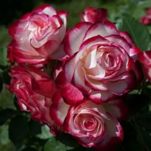 Pianta rosa brevettata jubile prince de monaco meilland profumata vaso19 foto reale