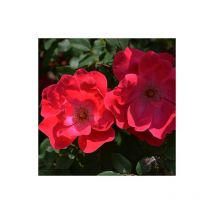 Pianta ROSA BREVETTATA KNOCK OUT MEILLAND rossa vera PAESAGISTICA vaso19