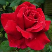 Pianta rosa brevettata mister lincoln meilland rossa scura vellutata vera profumata vaso25 foto reale