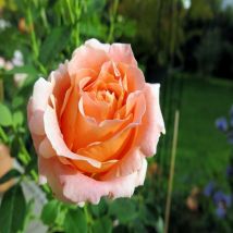 Pianta rosa brevettata polka salmone meilland cespuglio gialla vera profumata