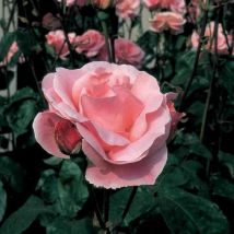 Pianta ROSA QUEEN ELISABETH MEILLAND rosa vera PROFUMATA vaso19 FOTO REALE