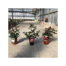 Pianta Rosa Cespuglio Vaso: 21