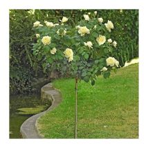 Pianta rosa jeanne monreau meilland rosa bianca ad alberello vaso24 foto reale