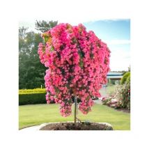 Pianta rosa les quatre saisons alberello rosa meilland piangente vaso 24 foto