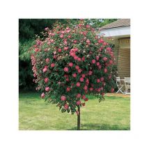 Pianta rosa magic meillandecore alberello fuxia meilland piangente foto reale