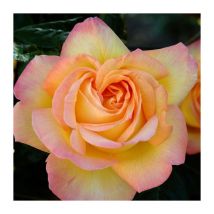 Pianta rosa mme a peace Gioia Pace rampicante meilland Gialla vera profumata