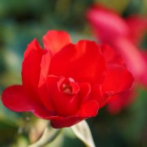 Pianta Rosa Senza Spine Vaso: 24