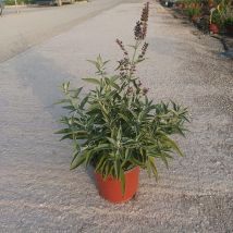 Pianta Salvia Vaso: 18