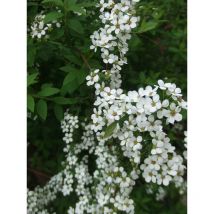 Pianta Spirea Bianca Vaso: 18