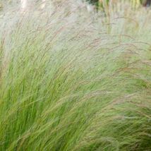 Pianta Stipa Pennata Vaso: 18