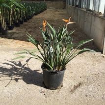 Pianta Strelizia Reginae Vaso: 24