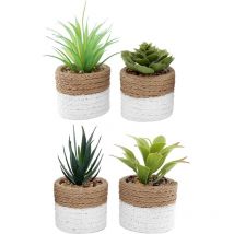 Pianta succulenta in vaso bicolore 8 x 15 cm (Set di 4)