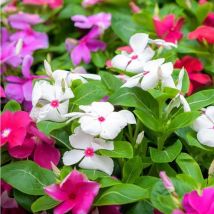 Pianta Vinca Vaso: 7