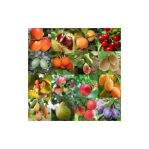 Kaki pianta da frutta innestata di 2/3 anni in vaso da 5 litri MADE IN ITALY Kaki