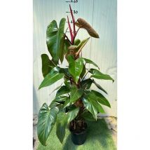 Piante philodendron emerald red, h110 vaso 20, foto reali